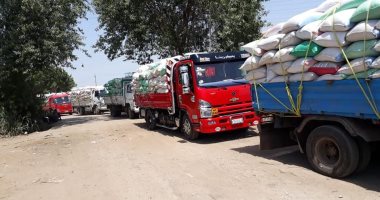 تموين القليوبية: توريد 173636 طن قمح لصوامع المحافظة حتى اليوم