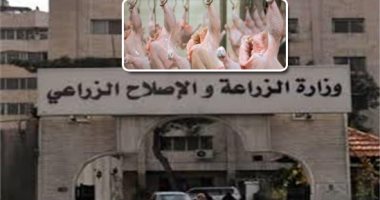 "البروتين  الأبيض".. وزارة الزراعة: مصر تنتج سنويا 1,4 مليار دجاجة و 13000 مليون بيضة.. و تلبى97% من احتياجات اللحوم البيضاء .. و 90 مليار جنيه استثمارات مصر فى صناعة الدواجن ولدينا اكتفاء ذاتى من البيض
