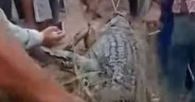 صيادون فى إندونيسيا ينصبون فخًا لتمساح قتل صديقهم بنهر لاكار.. فيديو