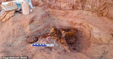 العثور على هيكل ديناصور عملاق يرجع عمره لـ 70 مليون سنة فى الأرجنتين