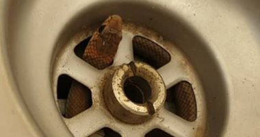 قصة عثور أسترالى على ثعبان قاتل خرج من حوض المطبخ.. صور