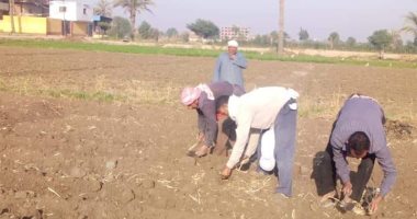 زراعة الشرقية: لجان لمتابعة زراعة المحاصيل الزيتية والأرز