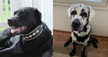  حالة نادرة من البهاق تحول كلب لابرادور أسود إلى اللون الأبيض