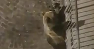 أخرة الشقاوة.. دب يسقط من شرفة منزل بعد محاولة فاشلة فى اختراقها بإيطاليا.. صور 