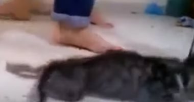 بعد تداول فيديو لتعذيب قطة.. العقوبة تصل للسجن 7 سنوات في القانون المصري