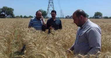 زراعة الشرقية تنفذ يوم حصاد قمح وفقا للتجميعة الإرشادية لترشيد المياه