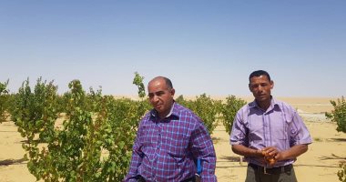 وكيل زراعة الوادى الجديد يتفقد مزارع نخيل البرحى والمحاصيل البستانية بالفرافرة