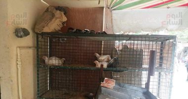 صور.. ذبح الطيور قنبلة موقوتة ببنى سويف.. محلات تنتشر بالأسواق وتنشر الأمراض والوباء.. والأهالى يطالبون بتفعيل قرار حظر بيع الطيور الحية لمواجهة كورونا.. الطب البيطرى: العمل بالقانون توقف منذ اندلاع ثورة يناير