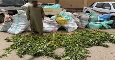 حدائق الشيطان.. ضبط مزرعة مخدرات بالإسماعيلية بقيمة 7 ملايين جنيه
