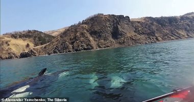 3 حيتان تحوم حول شابين من راكبى الزوارق في روسيا .. فيديو وصور