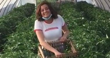 مواهب العزل.. بشرى تجمع محصول الفلفل على أنغام الفلكلور الشعبى.. فيديو وصور