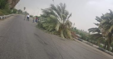 سقوط أشجار على طريق القاهر أسيوط الزراعى بسبب سوء الأحوال الجوية