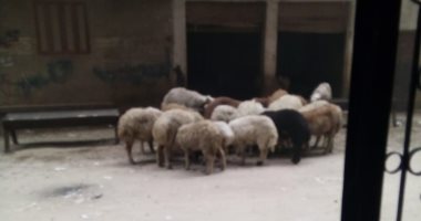 تربية الخراف وسط منطقة سكنية.. شكوى أهالى بن النفيس بجسر السويس