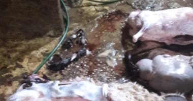 ضبط جزار يذبح خراف مريضة بالسيدة زينب ويزور الأختام
