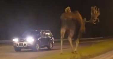 حيوان غريب يتجول بشوارع ولاية ألاسكا الأمريكية.. فيديو