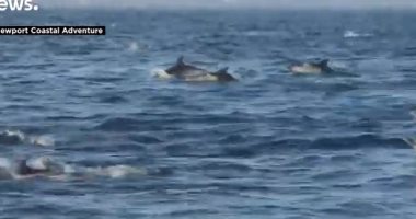 نيوزيلندا: حظر الشباك العائمة لحماية الدلافين الأصلية 