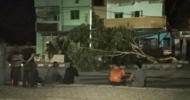 عواصف ترابية تسبب سقوط أشجار وقطع الكهرباء عن عدة مناطق بالخارجة.. صور