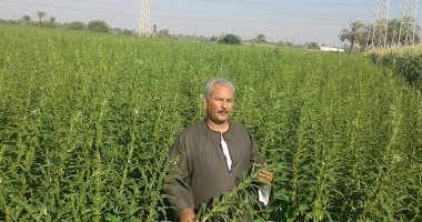 نقيب الفلاحين: 5 أسباب لزيادة المساحات المنزرعة "سمسم" لـ100 ألف فدان