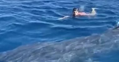 سباح يعوم بجانب سمكة قرش كبيرة فى إسبانيا.. اعرف الحكاية