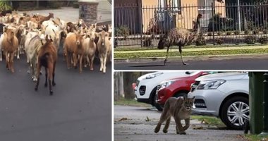 "حيوانات تتحدى إجراءات "كورونا".. قطيع من الماعز يكسر سياج ويتجول بشوارع كاليفورنيا.. نعامة تتنزه بحدائق سيدنى وسط إغلاق استراليا.. ثعالب تسرق الصحف من أمام المنازل البريطانية.. والأسود الجبلية تسيطر على تشيلى