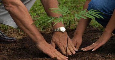 الحق الموسم.. 5 خطوات لزراعة شجرة البونسيانا فى المنزل.. صور