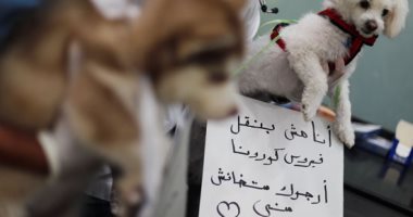رسالة من الكلاب والقطط  بمصر.. لا تتخلوا عنا فنحن لا ننقل كورونا