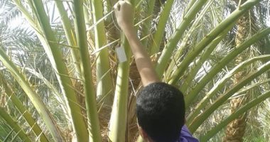 صحة الوادى الجديد: إطلاق طفيل التريكوجراما لمكافحة آفات الزراعة بالقصر.. صور