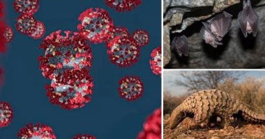 كيف تتطور الفيروسات فى الخفافيش؟