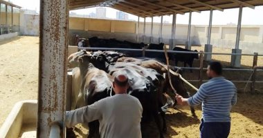 بيطرى كفر الشيخ: ضبط 7 أطنان لحوم وطهرنا 925 منشأة حكومية.. صور