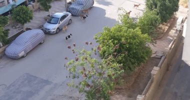 شكوى من انتشار الكلاب الضالة بمساكن الشيراتون فى مصر الجديدة 