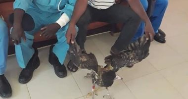 صحيفة سودانية: القبض على صقر إسرائيلي يحمل جهاز استكشاف خطير