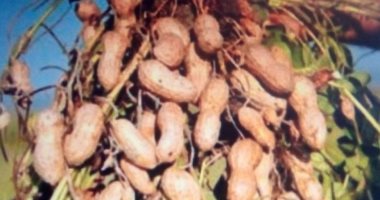 زراعة الشرقية: إجمالى المساحة المزروعة فول سودانى 24 ألف فدان