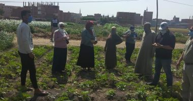 صور.. زراعة الشرقية: حصتنا من محصول السمسم هذا العام 325 فدانا