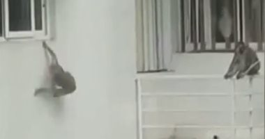 بدلا من السائحين.. القرود تحتل الفنادق فى بالى بعد تفشى كورونا.. فيديو وصور