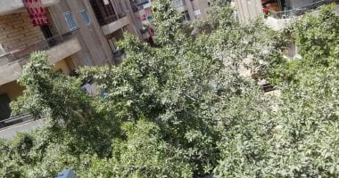 قارئة تشكو انتشار الحشرات بسبب عدم قص وتهذيب الأشجار أمام منزلها بالمعادى