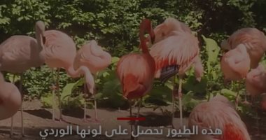 عدوانية طائر الفلامنكو تظهر  من لونه.. والوردى أشدها عدوانية