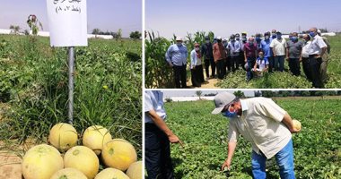 صور.. "إنتاج بلدنا".. الزراعة: تطبيق عملى للبرنامج الوطنى لإنتاج تقاوى الخضر وتقييم التجربة الجديدة بالنوبارية.. و"البحوث الزراعية": أصناف مبشرة من "الكنتالوب والبطيخ والبسلة" للحد من استيراد البذور