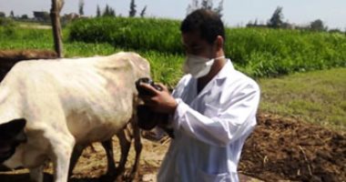 صور.. بيطرى كفر الشيخ: ترقيم وتحصين 70 ألف رأس ماشية ضد الحمى