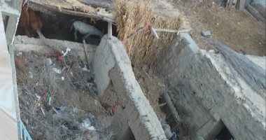 قارئ يشكو قيام أحد جيرانه يتربية المواشى بالفيوم مما يعمل على نشر الرائحة