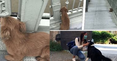 حيوانات تفوقت على البشر باختبار الوفاء فى زمن كورونا.. كلب ينتظر صاحبه المتوفى 3 أشهر بالمستشفى.. آخر يجلس حزينا أعلى جسر بالصين بعد انتحار صديقه.. والكلب "فابريزيو" يحتفل بعد غياب مالكته للعلاج 56 يوما ..صور