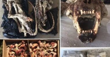 خبراء يحذرون من وباء جديد.. مصدره عظام الأسود