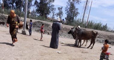 بيطرى كفر الشيخ: تحصين وترقيم 80 ألف رأس من حمى الوادى المتصدع والقلاعية.. صور
