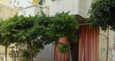 صور.. "اتحضر للأخضر" تصل الى منطقة "أبو قير" شرق الإسكندرية