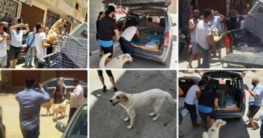 محافظ البحر الأحمر: أنا مش سفاح كلاب وأمتلك 4 منها ولابد من تقنين أوضاعها.. عمرو حنفي: وصلتنى شكاوى من انتشار الكلاب الضالة ووجهت الطب البيطري بإجراء عمليات إخصاء لها.. وقرار إمساك أصحابها بها لحماية المواطنين
