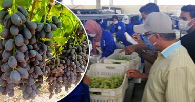 الزراعة تعلن الإشراف على 1217 محطة تعبئة و1887 مزرعة تصديرية