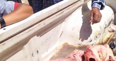 ضبط 78 كيلو لحوم غير صالحة للاستهلاك الآدمى بمركز منيا القمح