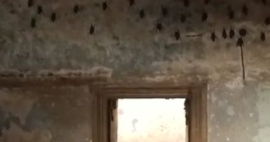 محافظ القليوبية: خاطبت "الزراعة" لإرسال لجنة للقضاء على خفافيش الخانكة