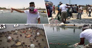 صور.. التنمية على أرض الفيروز.. جامعة العريش تحصد إنتاج مشروعاتها الخدمية الجديدة.. أسماك ودواجن وأرانب بسعر تنافسى.. خدمات جديدة للمجتمع وتدريب الطلبة.. وحبش النادى: تكلفة سلسلة المشروعات تتعدى 238 مليون جنيه