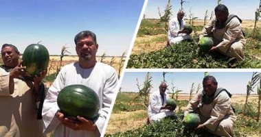 صور.. قرية فلسطين بالخارجة تستعيد ريادتها فى إنتاج البطيخ.. والمزارعون: نحتاج لشادر خضراوات مجمع لإنقاذنا من سطوة التجار.. ويؤكدون: نزرع السمسم والفول السودانى والبامية والباذنجان والفلفل بالرى الحديث