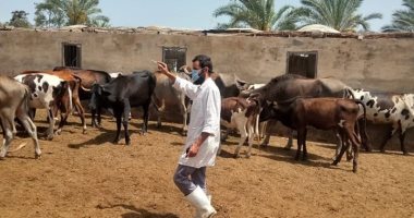 صور.. بيطرى كفر الشيخ: تحصين 90 ألف رأس من حمى الوادى المتصدع وتطهير المدارس 